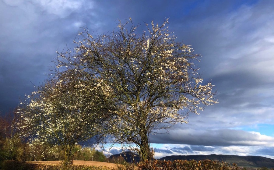 Wild plum tree in blossom against a stormy grey-blue sky